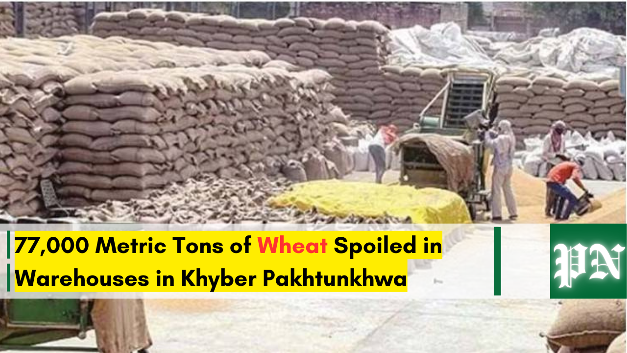 77,000 Metric Tons of Wheat Spoiled in Warehouses in Khyber Pakhtunkhwa | Pakistan's News 02:00 PM