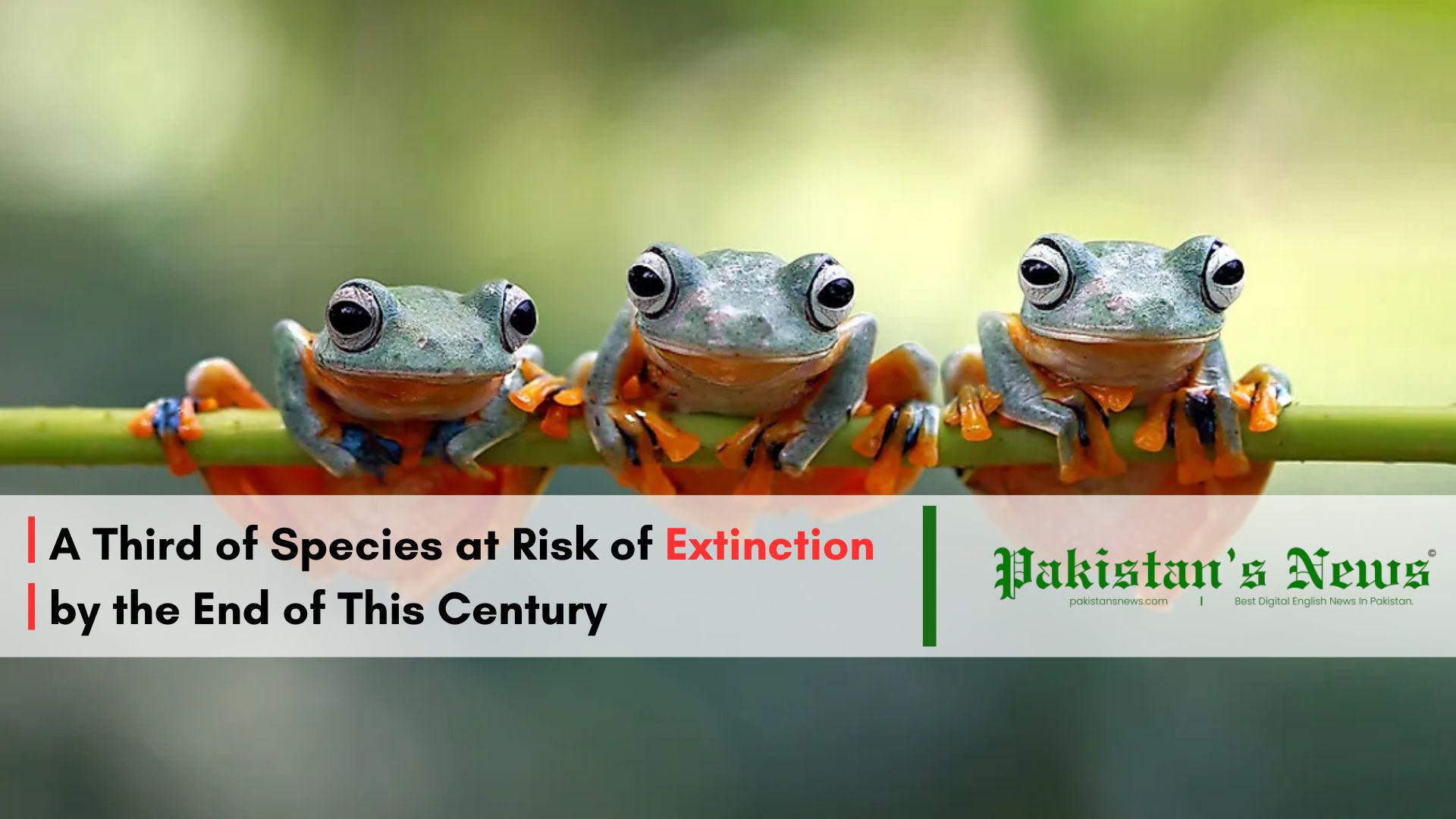 Racing Against Risk Of Extinction: How Climate Change is Pushing Earth's Species to the Brink | Pakistan's News 11 AM